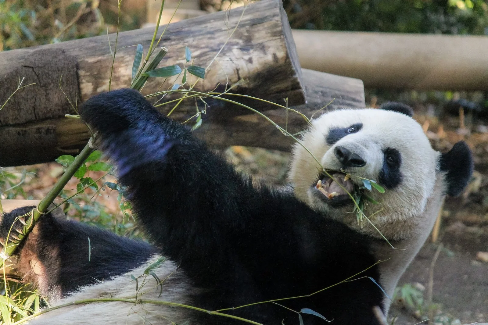 動物　パンダ
